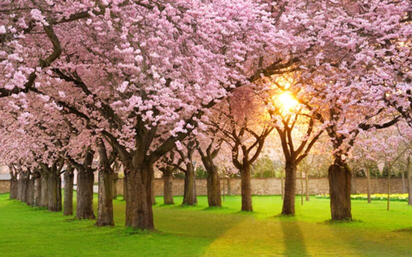 פריחת עץ הדובדבן בשיאו פריחת עץ הדובדבן בשיאו