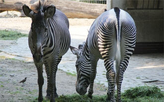 גן החיות של בודפשט - Budapest Zoo